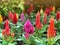 Colorful Astilbe bloomimg in the garden pink, red and orange, with other beautiful flowers in the outdoor park in winter.