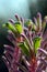 Colorful Australian native Kangaroo Paw flowers, Kings Park Royale variety, family Haemodoraceae