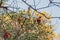 Colorful Australian native Rainbow Lorikeet parrots munching on a tree