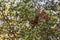 Colorful Australian native Rainbow Lorikeet parrots munching on a tree