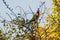 Colorful Australian native Rainbow Lorikeet parrots munching on a tree