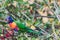 Colorful Australian native Rainbow Lorikeet parrots munching on a tree