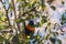 Colorful Australian native Rainbow Lorikeet parrots up a tree