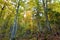 Colorful autumn beech (Fagus sylvatica) forest