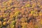 Colorful autumn canopy