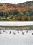 Colorful Autumn colors with Canada Geese on Dryden Lake, Tompkins County NYS