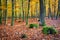 Colorful autumn in deciduous forest with mossy stumps