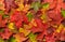 Colorful Autumn Fall Leaves thanksgiving