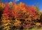 Colorful Autumn Foliage On The Broadleaf Trees In The Spessart Mountains Germany