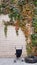 Colorful autumn foliage of creeper plant on old tile wall