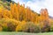 Colorful autumn foliage and green pine trees in Arrowtown