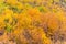 Colorful autumn foliage and green pine trees in Arrowtown