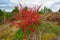 Colorful autumn forest