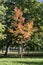 Colorful autumn forest with beautiful branched trees with many yellow, green, red and brown leaves  and meadow, Borisova gradina