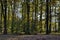 Colorful autumn forest with beautiful branched trees with many yellow, green, red and brown leaves  and meadow, Borisova gradina