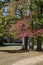 Colorful autumn forest with beautiful branched trees with many yellow, green, red and brown leaves  and meadow, Vrana park