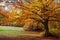 Colorful autumn in the forest of Canfaito park, Italy