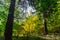 Colorful autumn forest.Elegant trees lit by the October sun