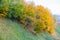 Colorful autumn forest in fall from the Ozark Mountain wilderness of Arkansas. The trees come alive with color as the seasons and