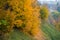 Colorful autumn forest in fall from the Ozark Mountain wilderness of Arkansas. The trees come alive with color as the seasons and