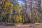 Colorful autumn in forest with road, Bratislava, Slovakia