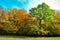 Colorful autumn forest. Sunset autumn in the mountain forest