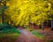 Colorful autumn forest with trails