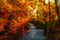 Colorful autumn forest. Wallpaper concept, space for text.