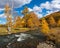 Colorful autumn landscape with golden leaves on trees turquoise stormy mountain river in sunshine. Bright scenery with mountain