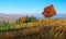 Colorful autumn landscape in mountains with lonley tree.