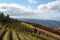 Colorful autumn landscape of oldest wine region in world Douro valley in Portugal, different varietes of grape vines growing on