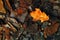 Colorful Autumn Leaf on Shale