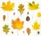 Colorful autumn leaves and acorn background. Autumn background. Thanksgiving day concept. Flat lay, top view