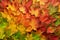 Colorful autumn leaves background with copy space. Cozy fall mood. Season and weather concept