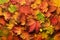 Colorful autumn leaves background with copy space. Cozy fall mood. Season and weather concept