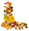 Colorful autumn leaves and berries in a corner arrangement