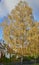 Colorful autumn leaves of a birch tree genus Betula