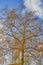 Colorful autumn leaves of a birch tree genus Betula