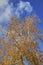 Colorful autumn leaves of a birch tree genus Betula