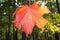 Colorful autumn leaves on a blurry green background in the Park. Colorful autumnal backdrop