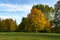 Colorful autumn leaves on a copse of trees