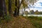 Colorful autumn leaves on a copse of trees