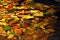 Colorful autumn leaves floating on water