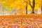 Colorful autumn leaves with forest blurred background.