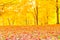 Colorful autumn leaves with forest blurred background.