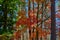 Colorful Autumn Leaves On A Maple Tree Surrounded By Pine Trees.