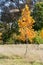 Colorful Autumn Leaves on New American Tulip Poplar Tree Liriod