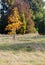 Colorful Autumn Leaves on New American Tulip Poplar Tree Liriod