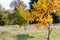 Colorful Autumn Leaves on New American Tulip Poplar Tree Liriod