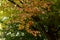 Colorful autumn leaves of Persian ironwood Parrotia persica